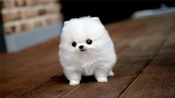 white fluff ball dog